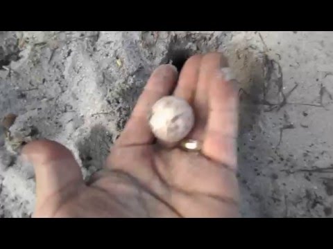 soft shell turtle laying their eggs in my sand trap....Scott just having fun
