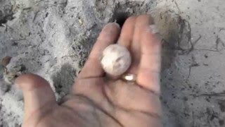 soft shell turtle laying their eggs in my sand trap....Scott just having fun