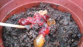 Made In Curacao E Real Bolo Pretu