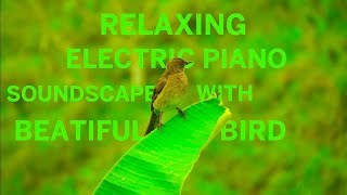 Relaxing Electric Piano music with beatiful Bird video, Electric Piano music, Romantic Music Sleep