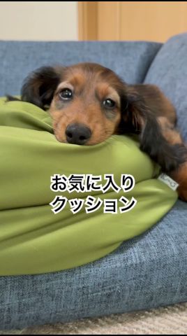 愛犬ダックス お気に入りクッション #ダックスフンド子犬 #ダックス