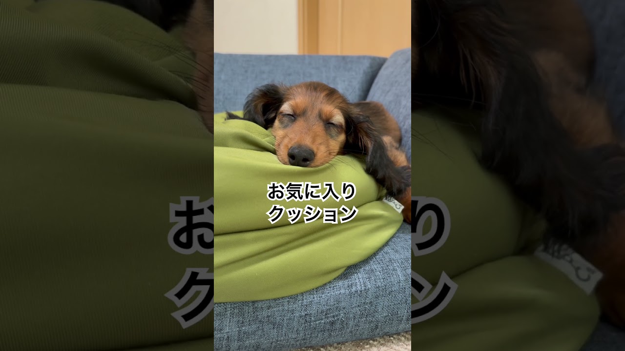 愛犬ダックス お気に入りクッション #ダックスフンド子犬 #ダックス