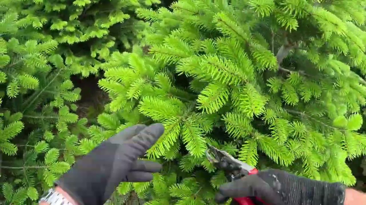 Pruning Christmas Trees