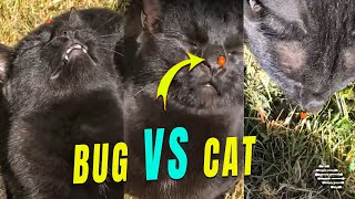 Bug Tries to Make Friends with a Cat