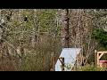 Bird Wars: Bald Eagles Keep Killing Our Ducks...So We Recruited The Local Crow Army (Episode 1)