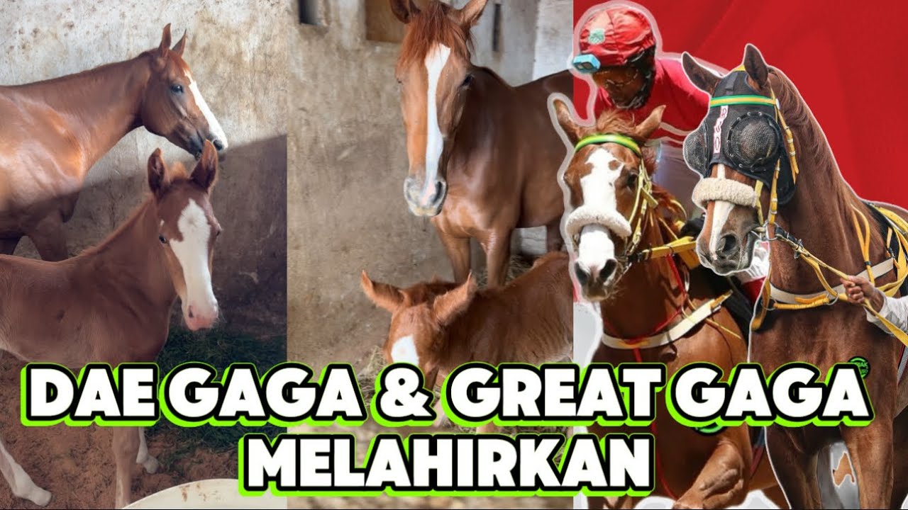 DAE GAGA & GREAT GAGA Mantan Kuda Pacu Melahirkan Anak Keduanya