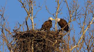 Bald Eagles arguing about the nestt