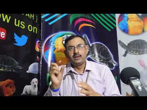 तोते को खाने में क्या क्या देना चाहिए || Dr Nagender Yadav