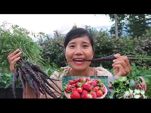 Video: Cà Rốt đen Là Gì