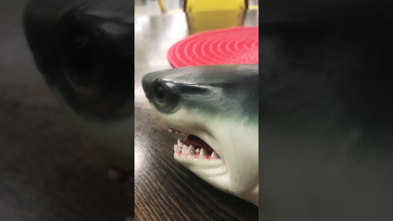 Shark puppet goes to school - YouTube