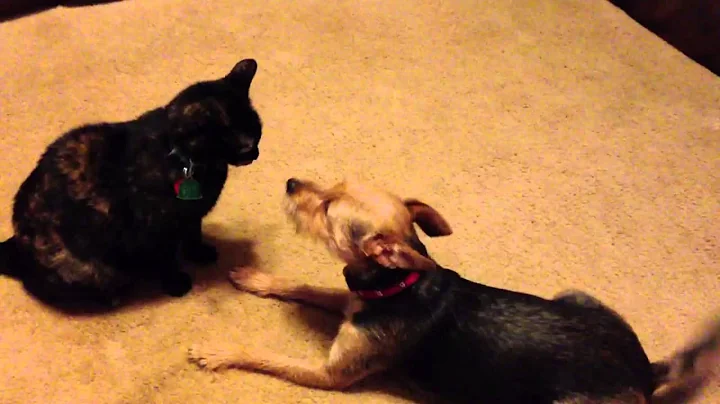 Shadow and Zuzu