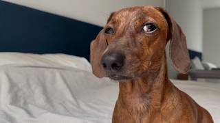 To bark or not to bark that is the mini dachshund s question