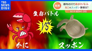 都内の川で生存バトル勃発！カニVSスッポン！仁義なき戦いの行方は？｜TBS NEWS DIG