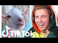 Die LUSTIGSTEN TIERE auf TIKTOK! #2