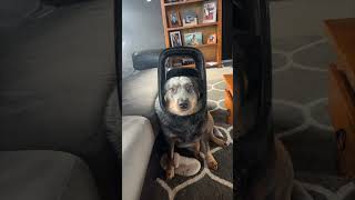 Playful Dog Gets Stuck with Bin Lid