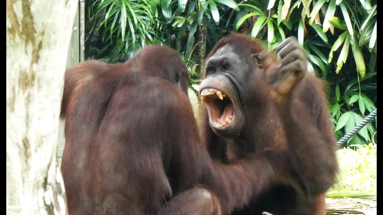 取っ組み合いの喧嘩をするオランウータン Orangutans Wrestling Youtube