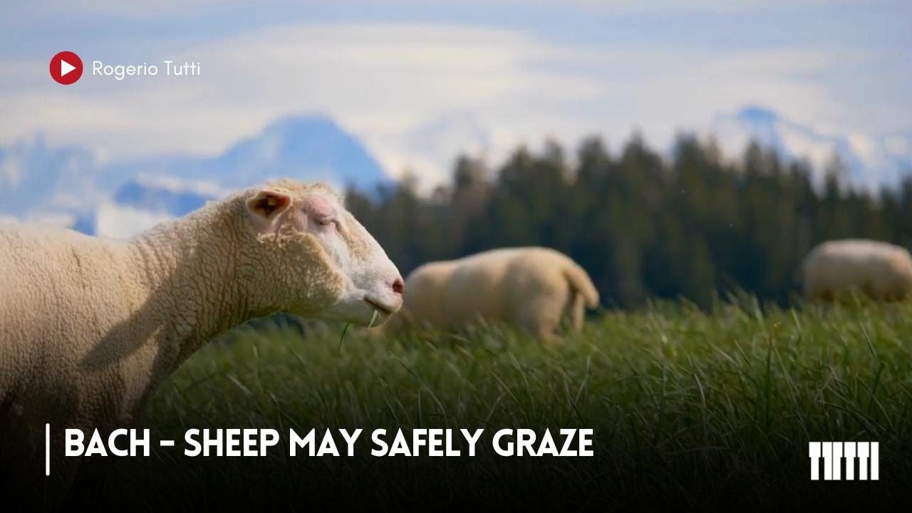 Bach - Sheep May Safely Graze by Rogerio Tutti - YouTube