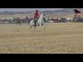 Encierro por el Campo en Villalar de los Comuneros. 15 Agosto 2016