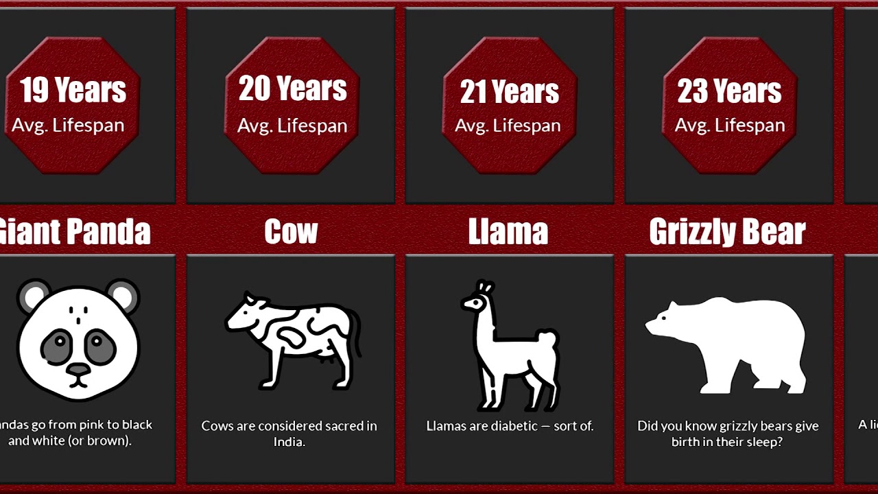 Which Animal Has The Shortest And Longest Lifespan Animals With The which-animal-has-the-shortest-and-longest-lifespan-animals-with-the