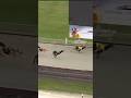Racing greyhound track 2024#doglover #wildlife #dog