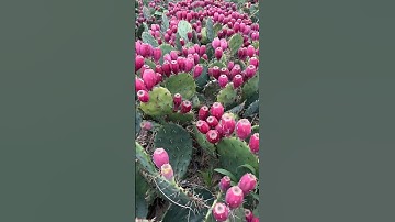 Lots of cactus fruits #cactus #fruit #amazing