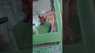 Dog Climbs into Farming Tractor to Accompany Owner on Last Day of Harvest
