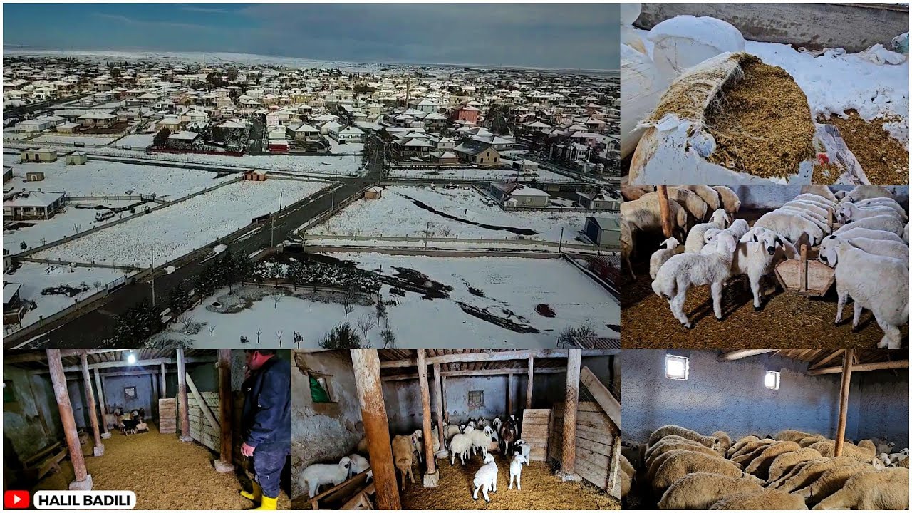 YILIN İLK KAR YAĞIŞI VE KOYUNLAR ŞAŞKIN