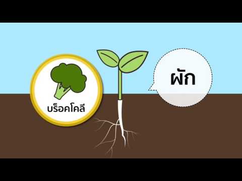 วิธีจำแนกผักกับผลไม้ l รู้หรือไม่ - DYK