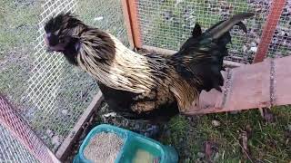 Famous silkie Easter egg cross rooster Net Worth