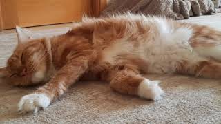 The orange Queen of fluff 🐱🧡 #mainecoon #orangecat #mainecooncat by Maine Coon Cookie 31 views 2 years ago 11 minutes, 14 seconds