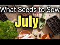 ✅ What SEEDS to SOW in July on your Allotment Vegetable Gardening uk