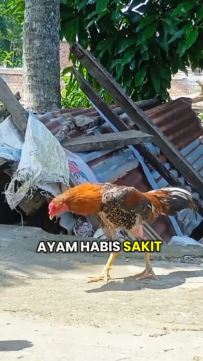 Beli super ef disini    https://vt.tokopedia.com/t/ZShtdNP4Y/