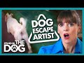 Deadly Door Dashing Must be Stopped Before it's Too Late | It's Me or the Dog