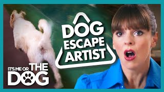 Deadly Door Dashing Must be Stopped Before it's Too Late | It's Me or the Dog