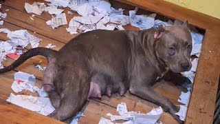 MANG BEBEN JADI BIDAN BANTU PITBULL TEH RETTA LAHIRAN‼ LAHIR 3 EKOR PUPPIES PITBULL BLUE SILVER ‼