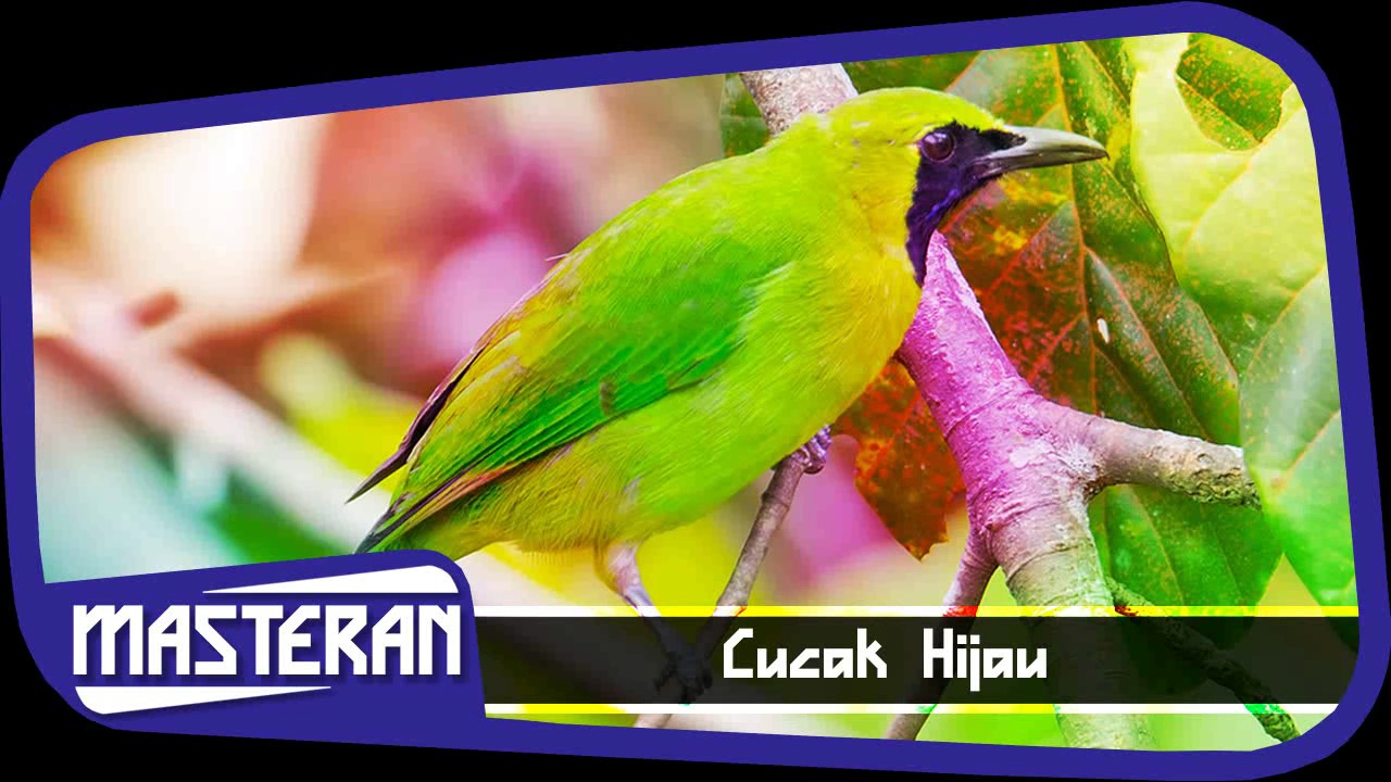  BURUNG  BERKICAU Masteran Suara Cucak  Ijo  No 29 YouTube