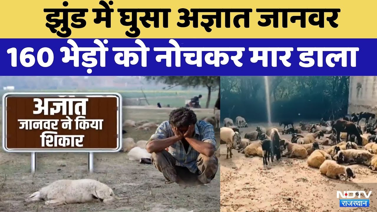 Gangapur City News: 160 Sheeps की Death | Rajasthan Top News | Viral Video  | Latest News