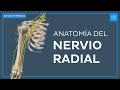 Anatomía del nervio radial - Anatomía Fácil | Kenhub