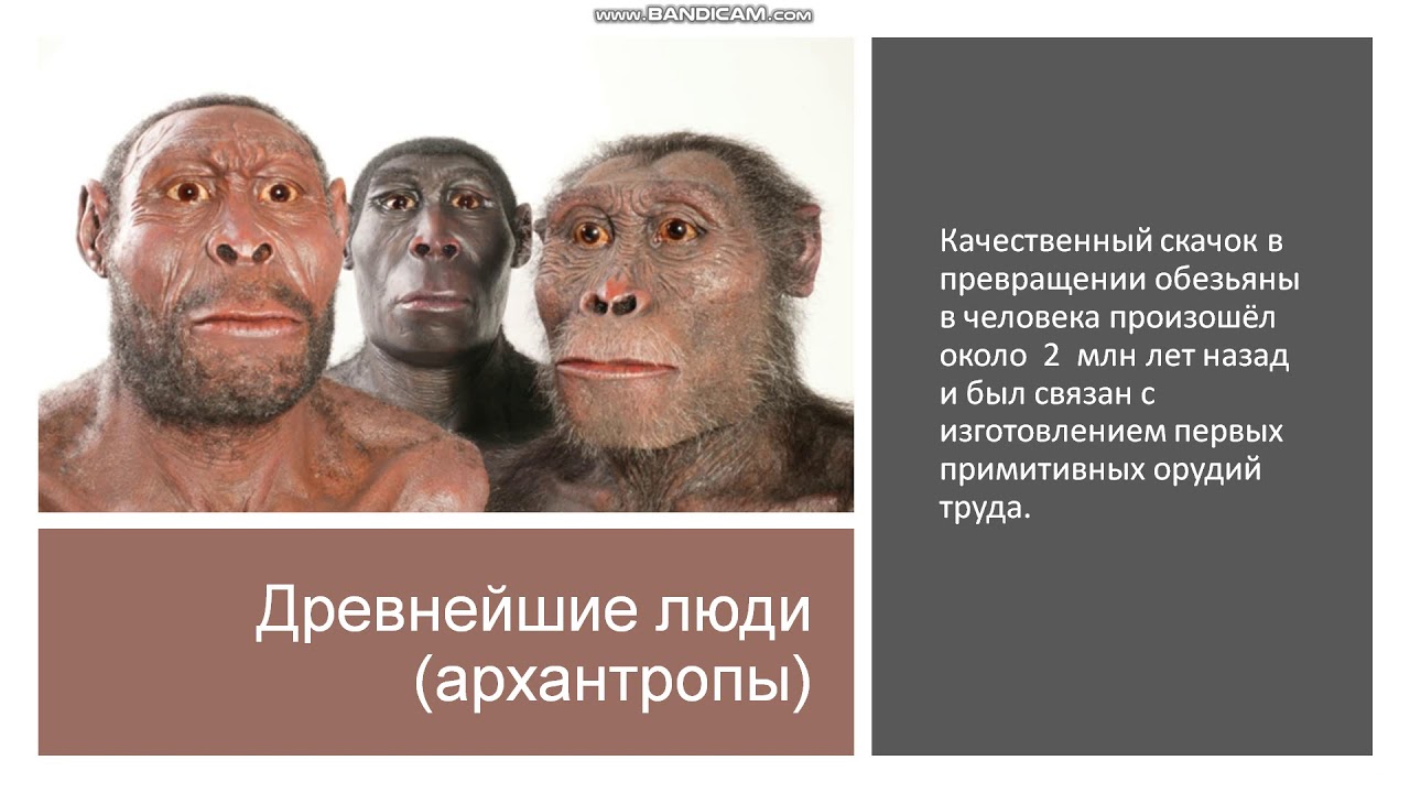 9 класс. Появление человека как важнейший этап эволюции биосферы - YouTube