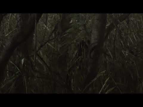 Last known footage of missing boy