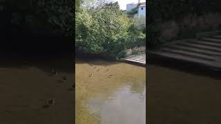 Praia fluvial Ribeira branca torres novas Portugal 🇵🇹🙏🇧🇷