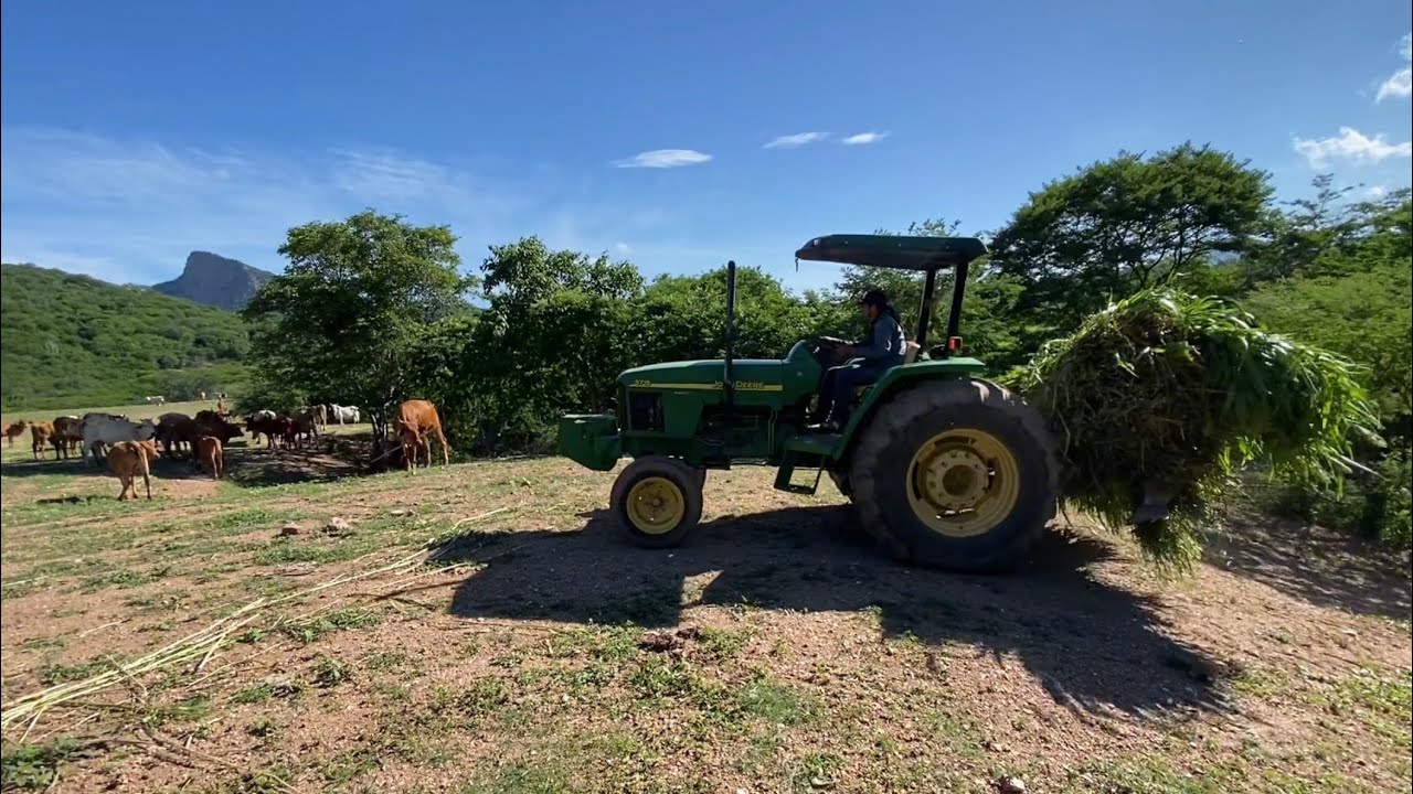 Vamos a darle de comer al ganado.🐄 🐂🤠#rancho #vidaenelcampo 