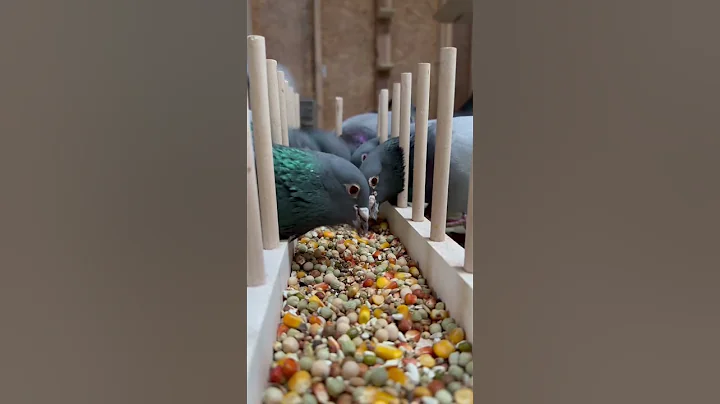 Racing pigeons breeders mix #pigeonracing #racingpigeon #racingpigeons #kalapati #pigeons #palomas - DayDayNews