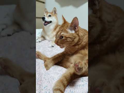 Hilarious Cat Opens Mouth After Smelling His Penis