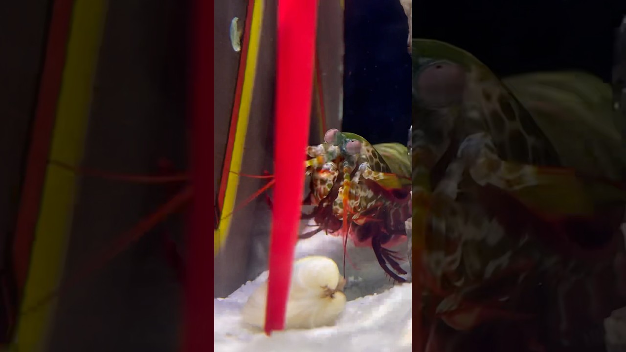 Mantis Shrimp Vs Macomona Liliana👊 