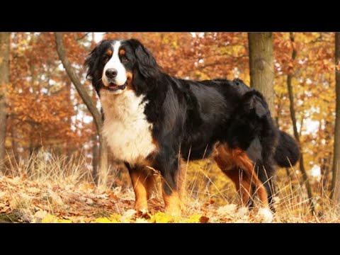 Video: Perbedaan Antara Anjing Gunung Swiss Dan Anjing Gunung Bernese