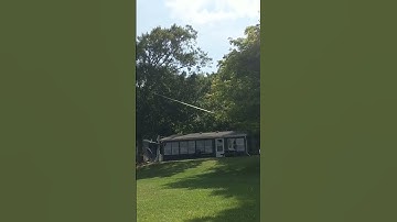 tree falling. poverty yku cut down big trees #trending #treecutting #tree