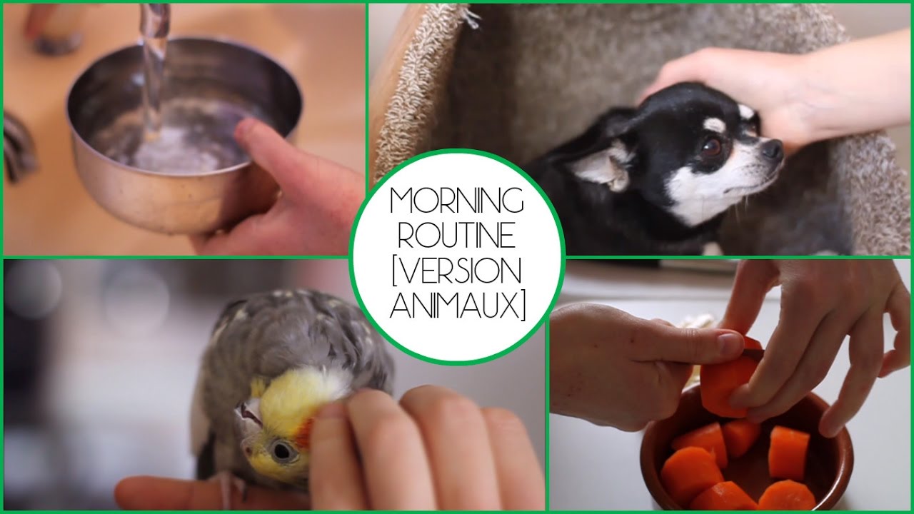 Morning Routine |Version Animaux| - YouTube