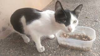 Feeding a stray cat that was very hungry by Cats Kingdom 833 views 9 months ago 4 minutes, 57 seconds