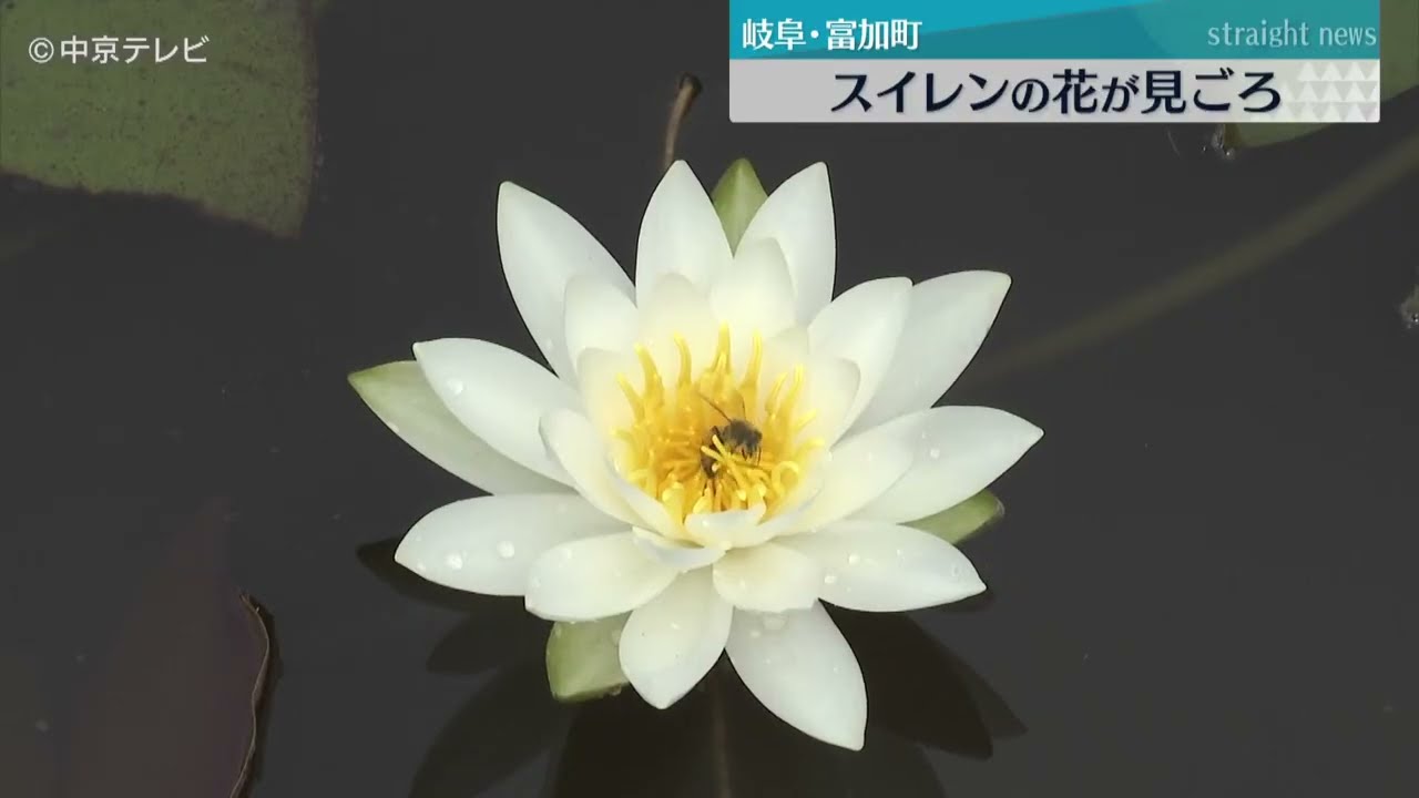 maxresdefault.jpg?sqp=-